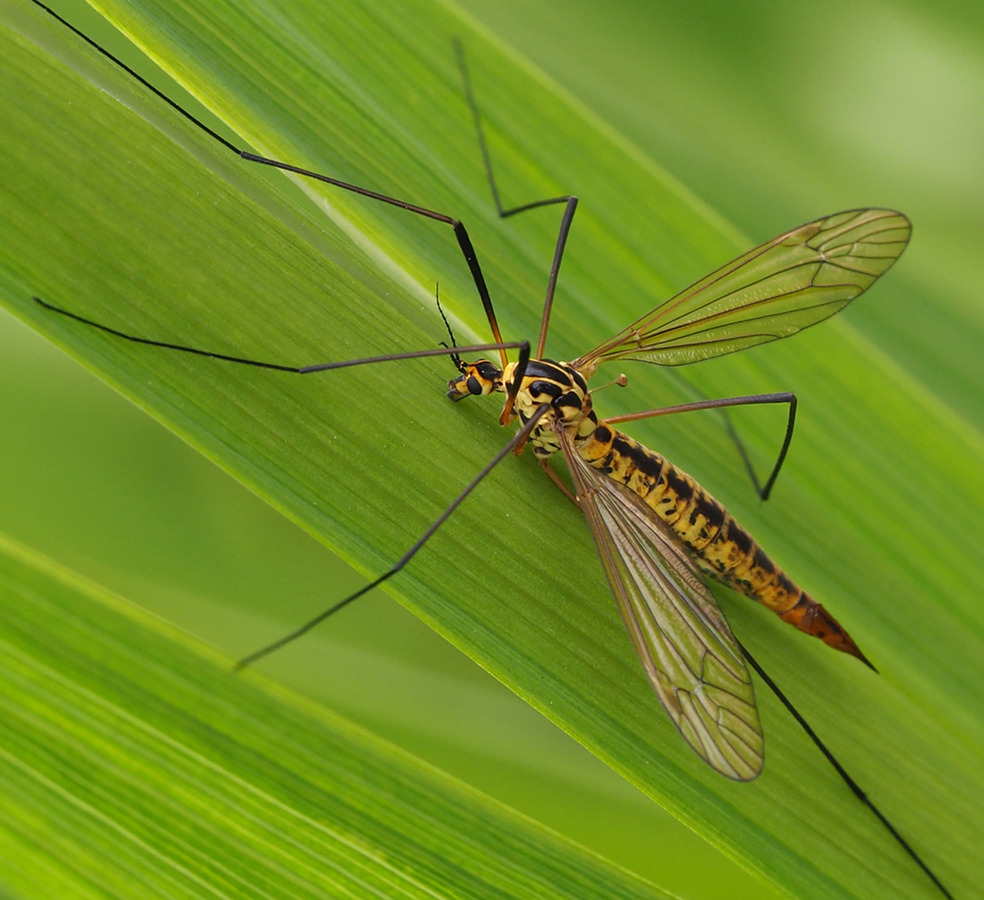 25 Crane Fly